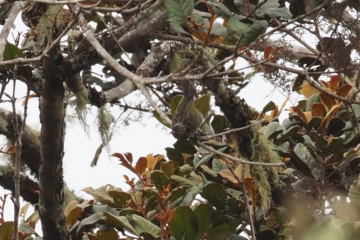 Spotted Berrypecker - ML479228051