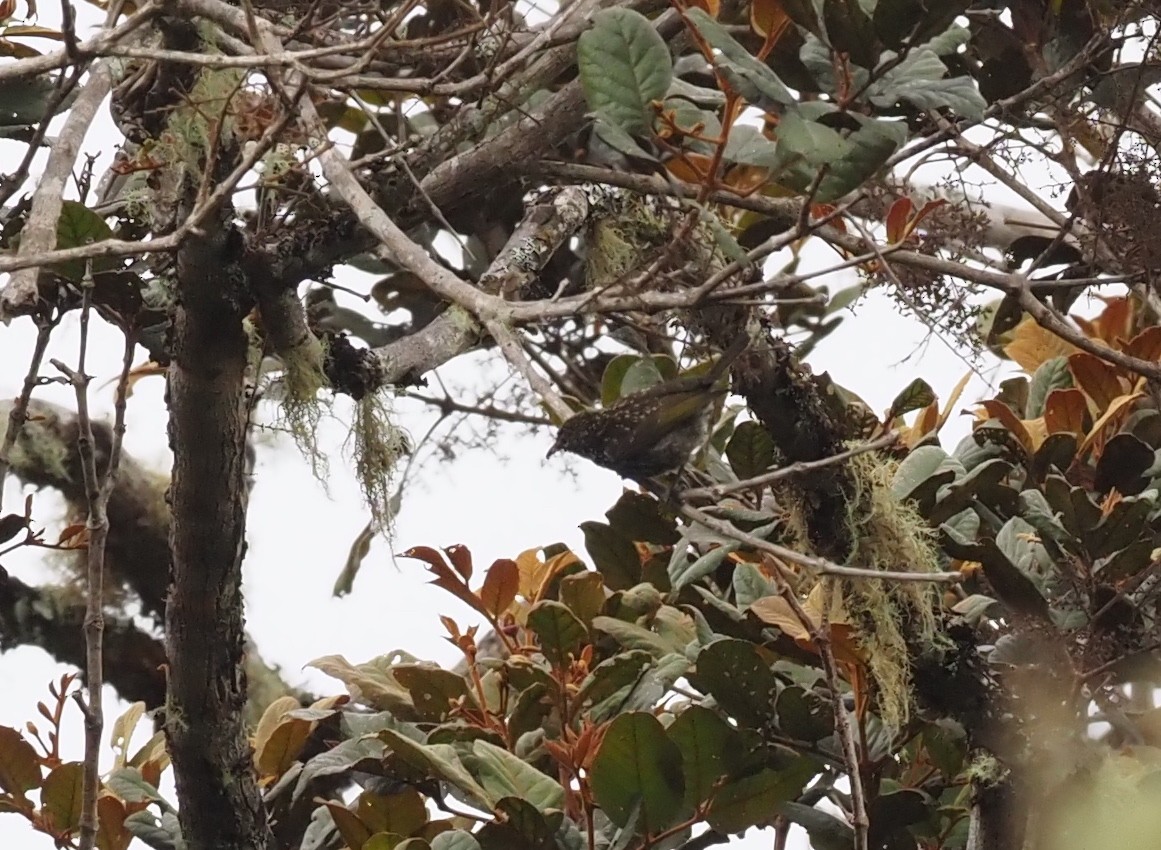 Spotted Berrypecker - ML479228161