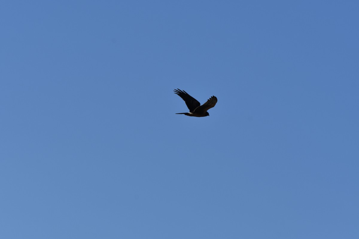 Northern Harrier - ML479228631