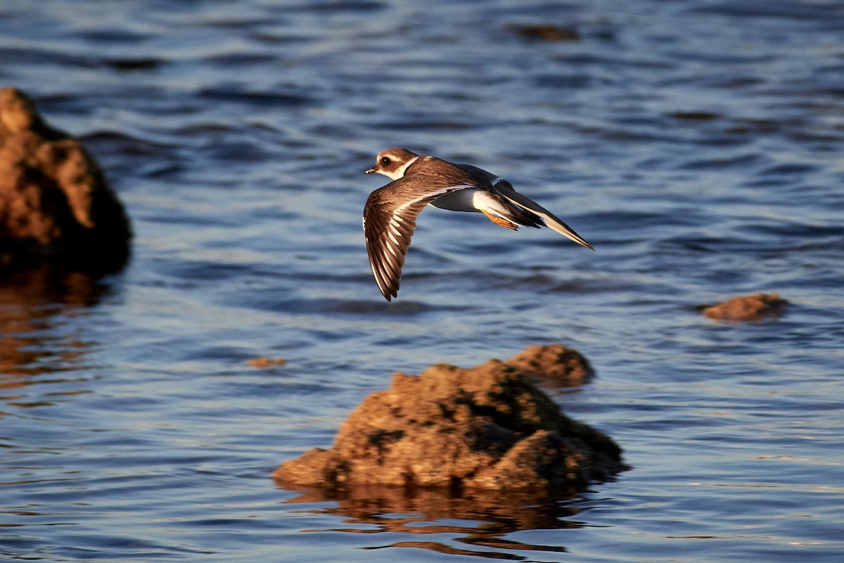 Common Ringed Plover - Tomáš Grim