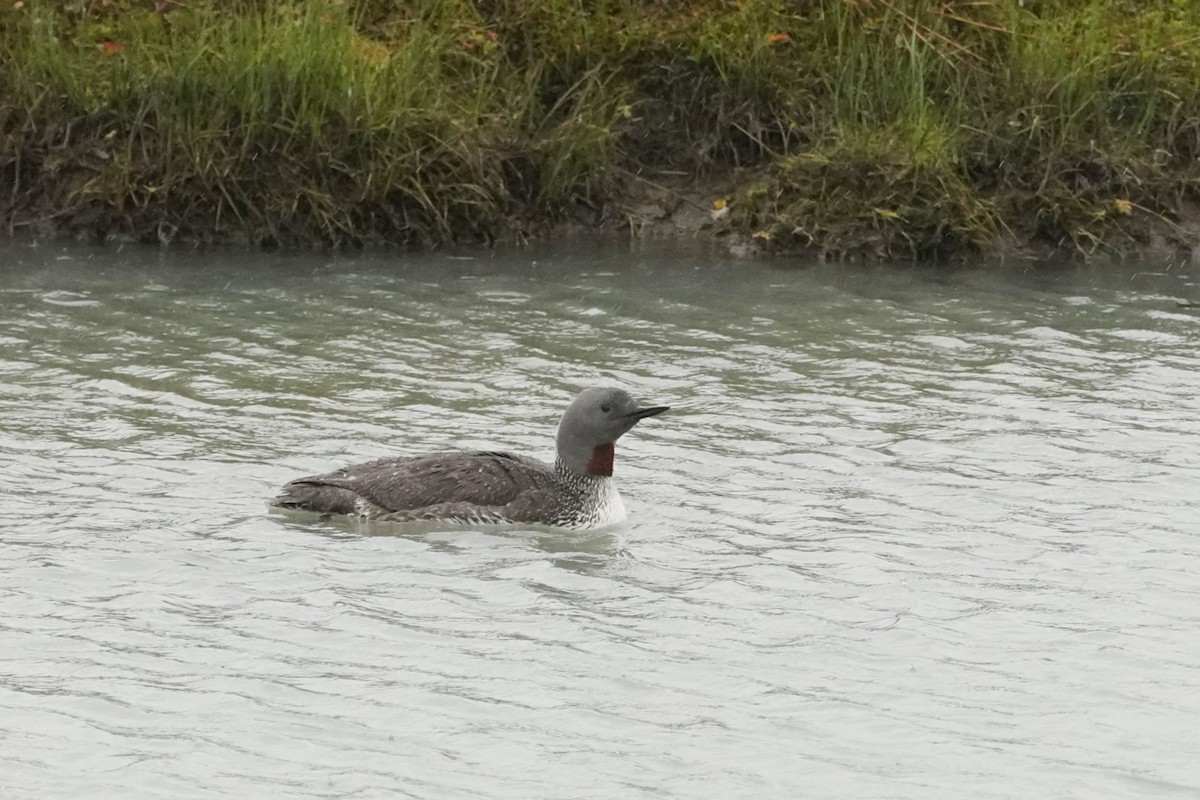 Red-throated Loon - ML479230051