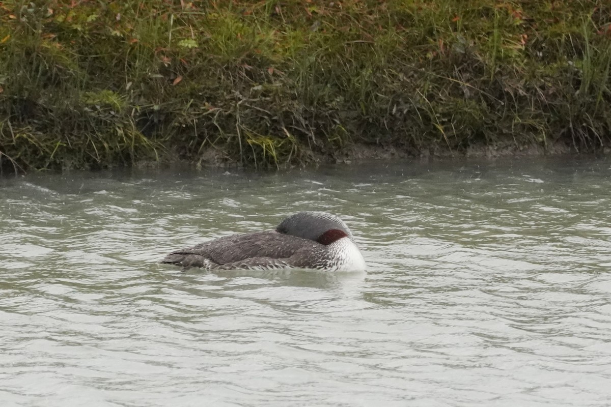 Red-throated Loon - ML479230061