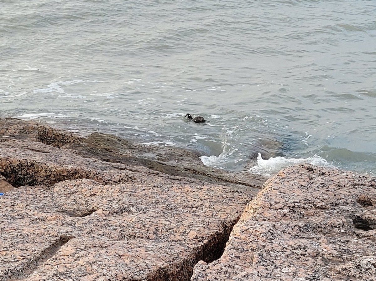 Harlequin Duck - ML479230481