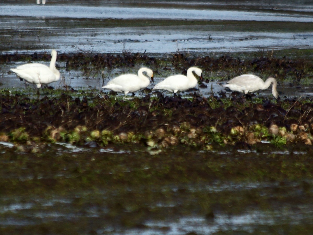 Tundra Swan - Heather Voboril