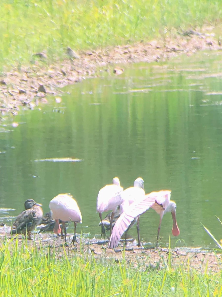 Roseate Spoonbill - ML479230541