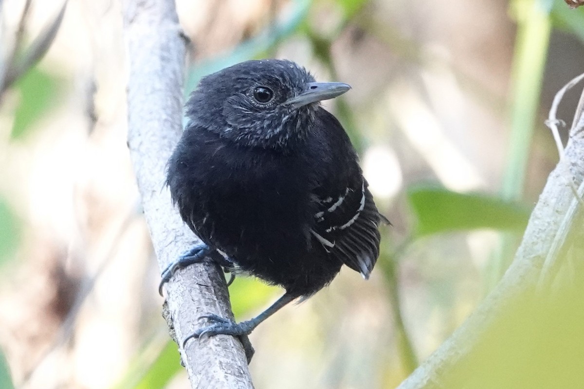 Bananal Antbird - ML479230991