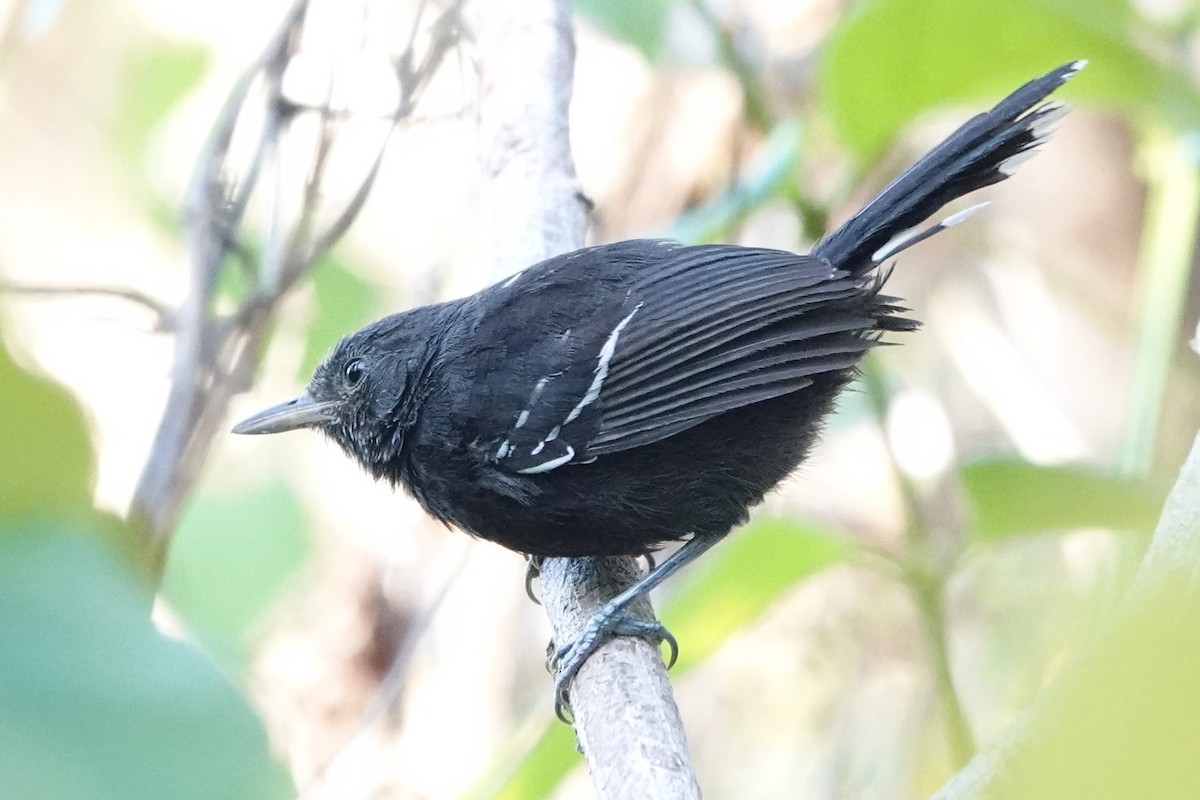 Bananal Antbird - ML479231011