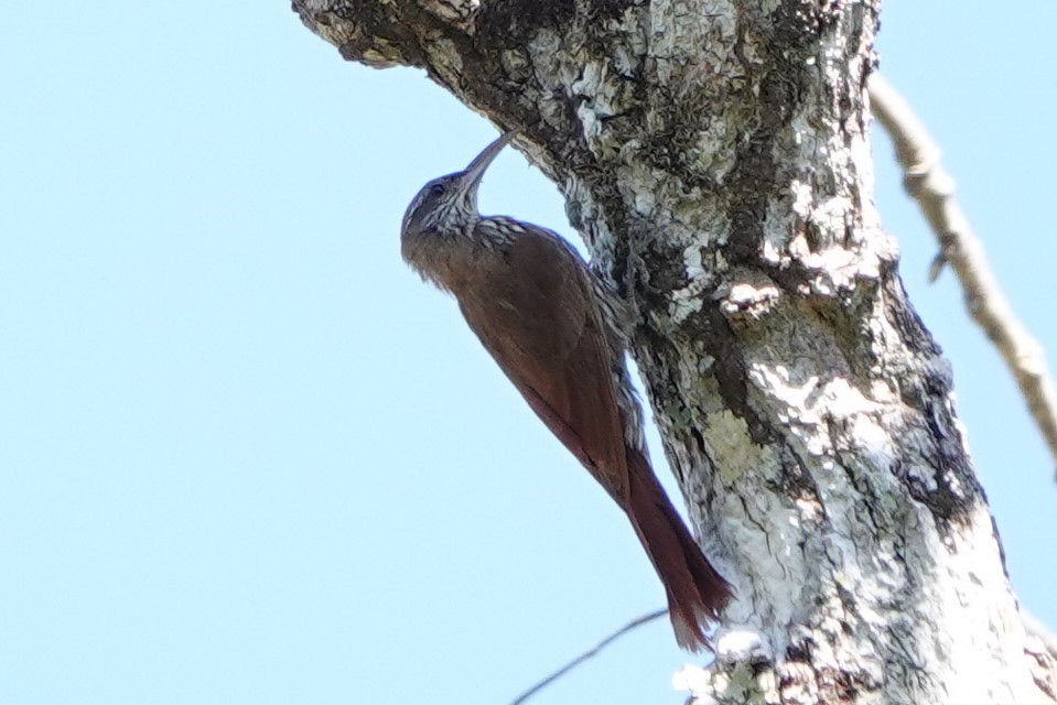 Dusky-capped Woodcreeper (Layard's) - ML479231771