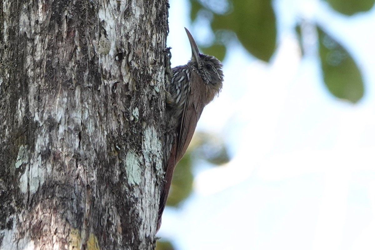 Dusky-capped Woodcreeper (Layard's) - ML479231781