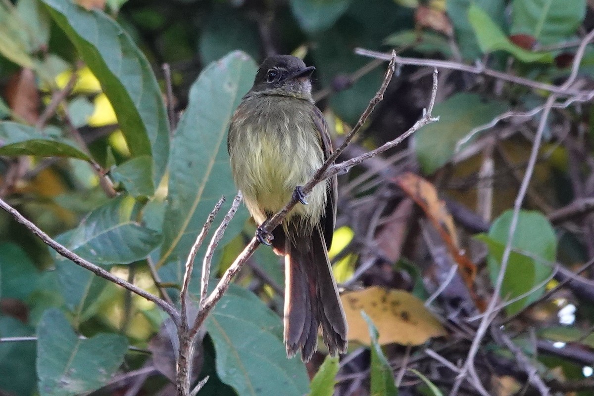 Dusky-tailed Flatbill - Terry Doyle