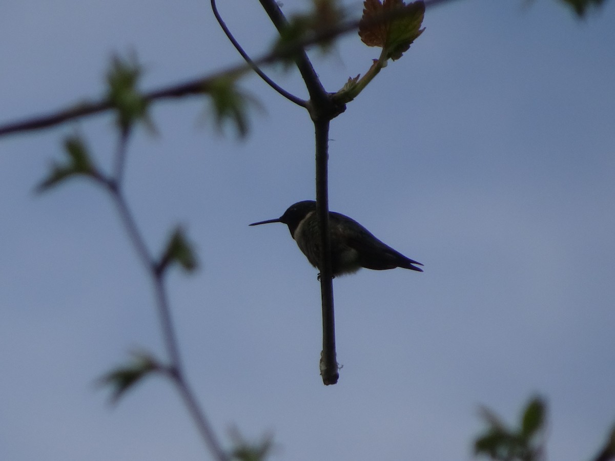 Ruby-throated Hummingbird - ML47923201