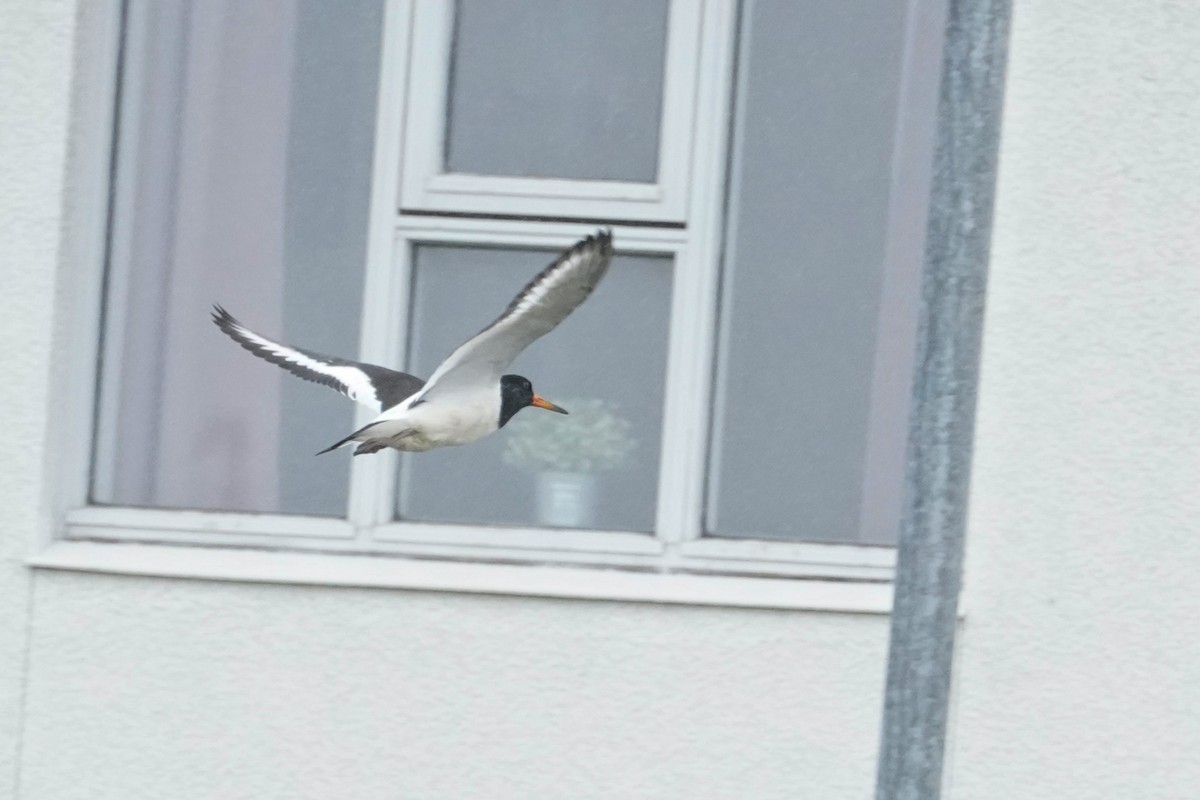 Eurasian Oystercatcher - ML479234021