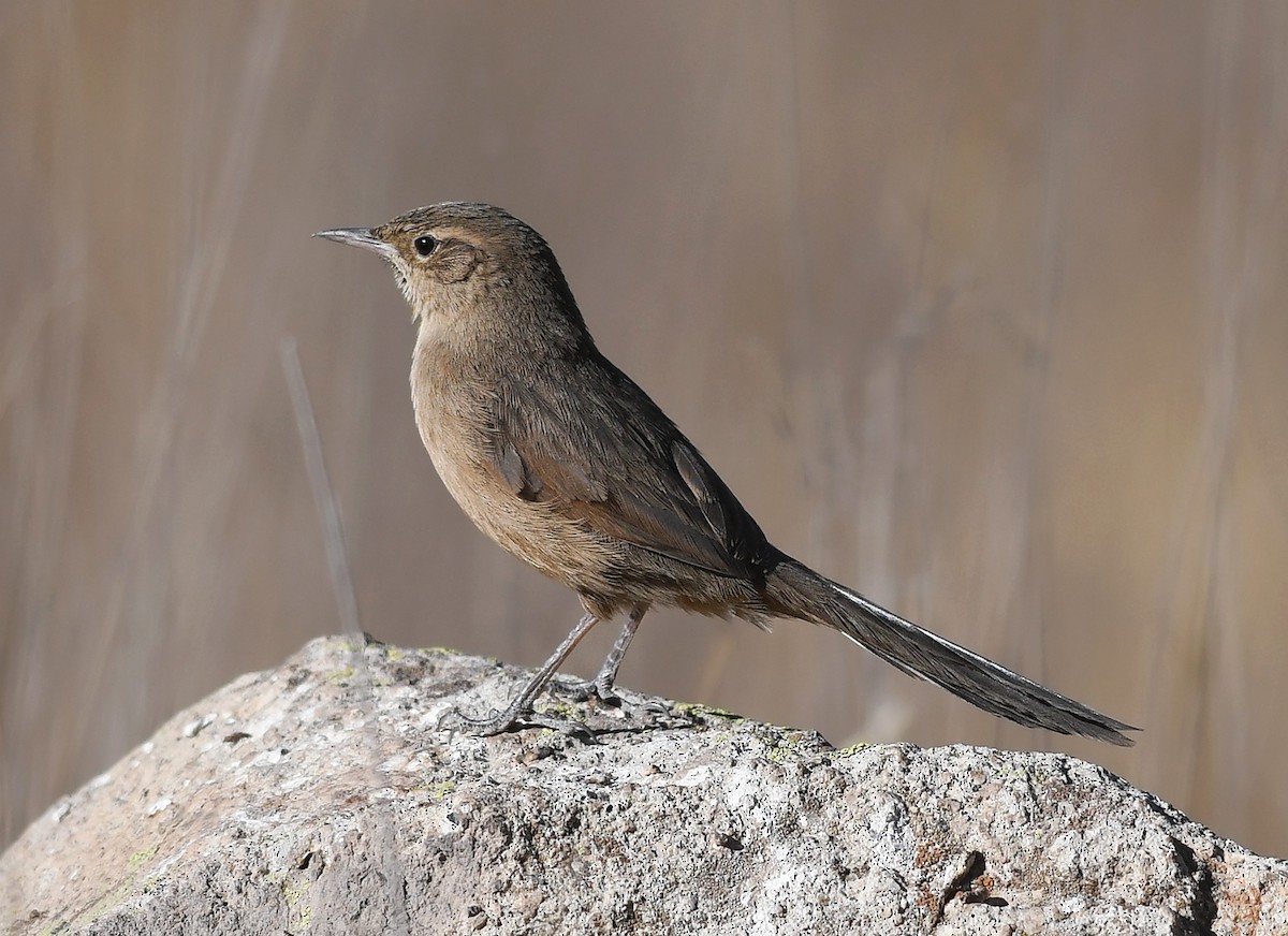 Streak-backed Canastero (Puna) - Joshua Vandermeulen