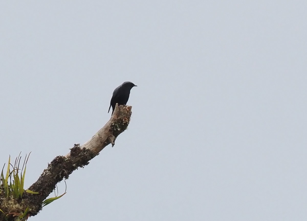 Black-bellied Cicadabird - Stephan Lorenz