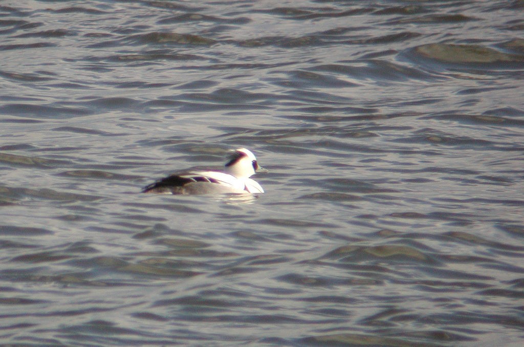 Smew - William Hull