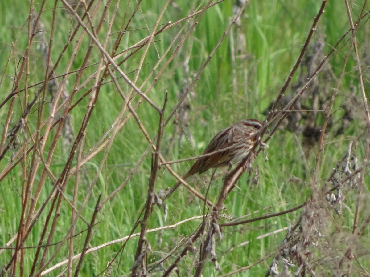 Song Sparrow - ML47923551