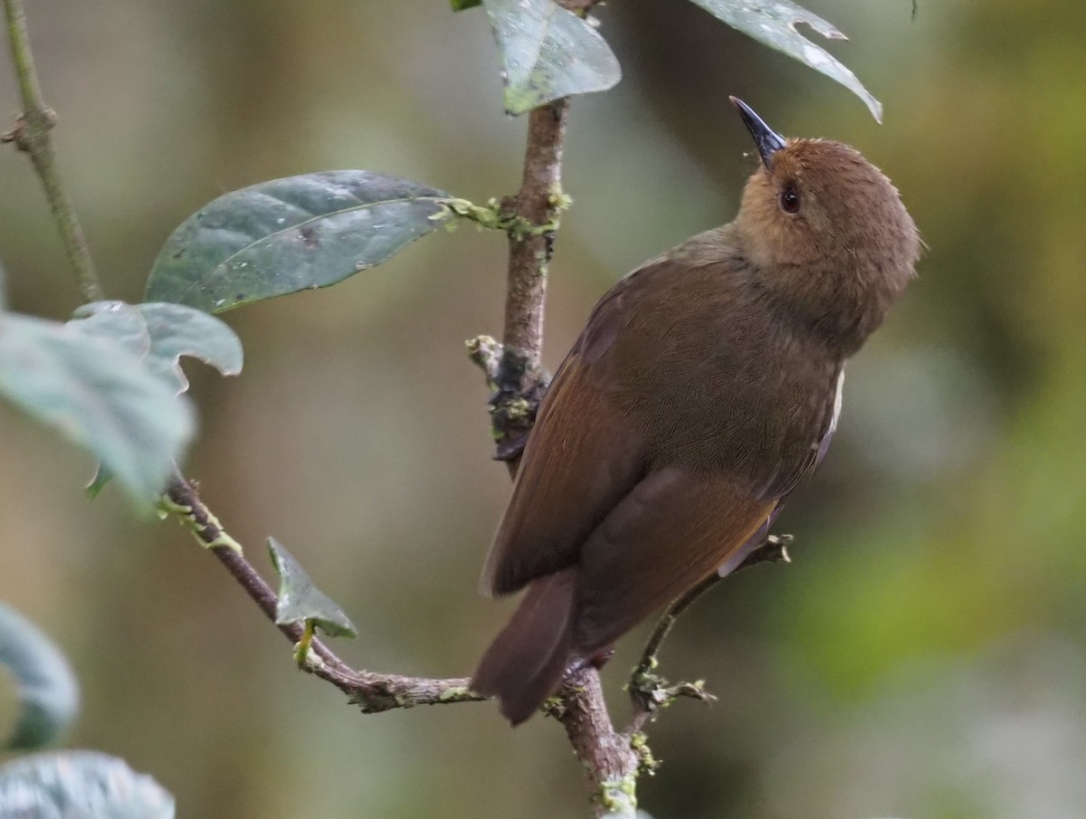 Papuan Scrubwren - Stephan Lorenz