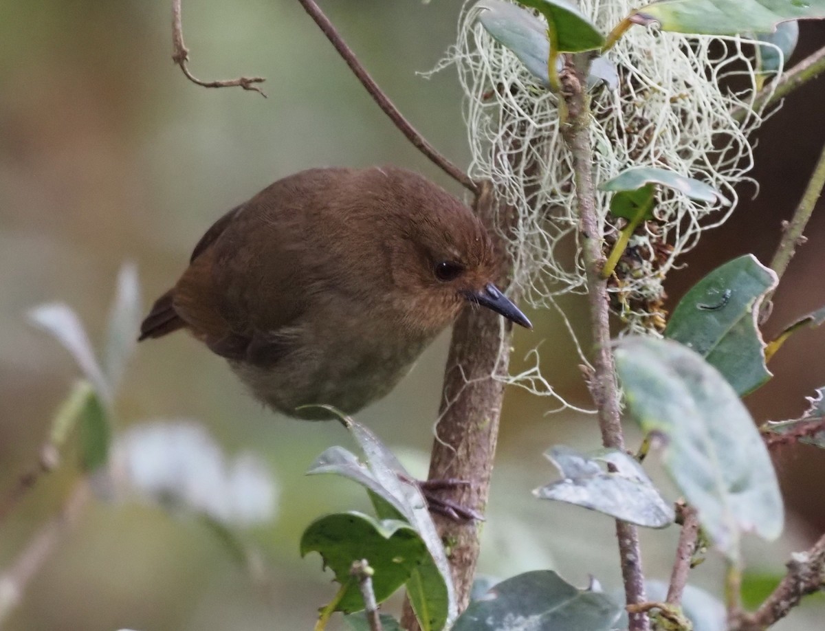 Papuan Scrubwren - ML479236111