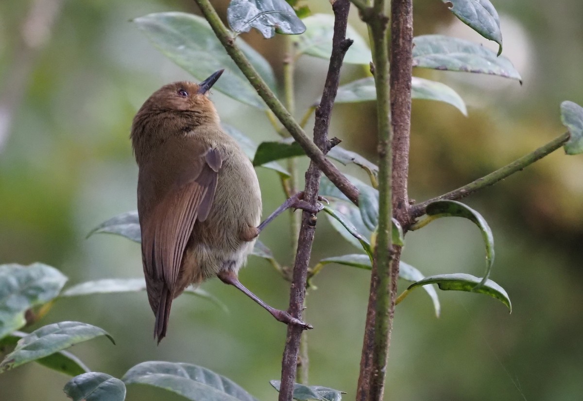 Papuan Scrubwren - Stephan Lorenz