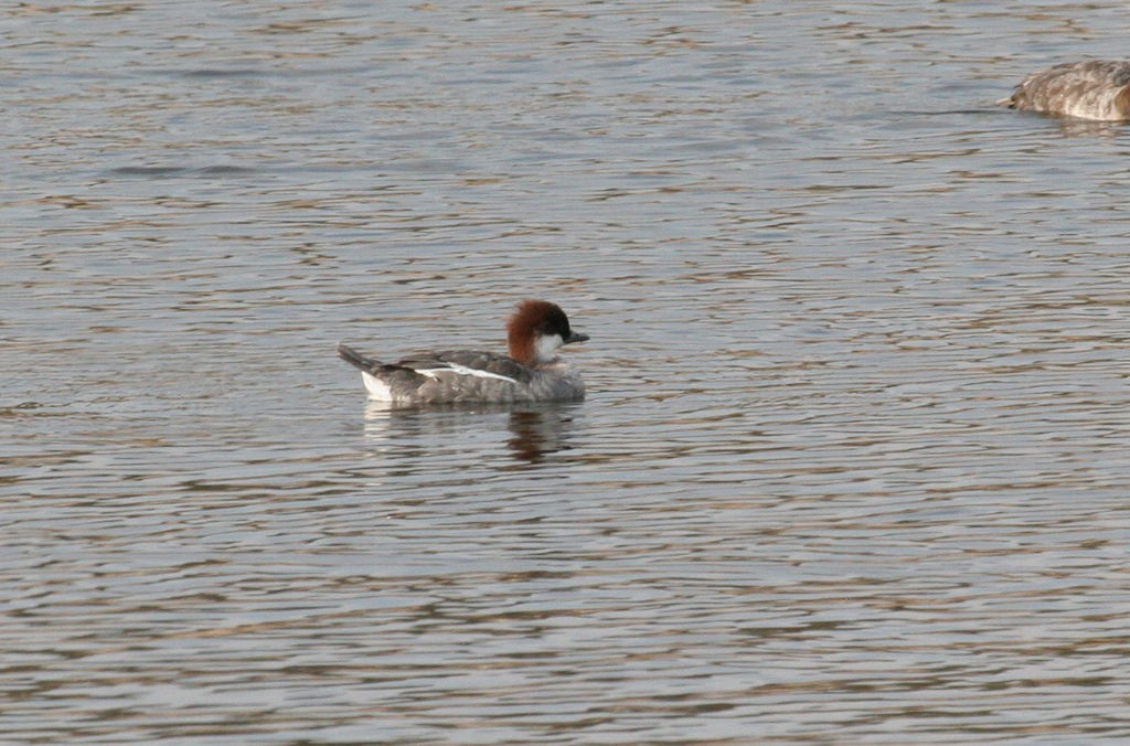 Smew - ML47923641