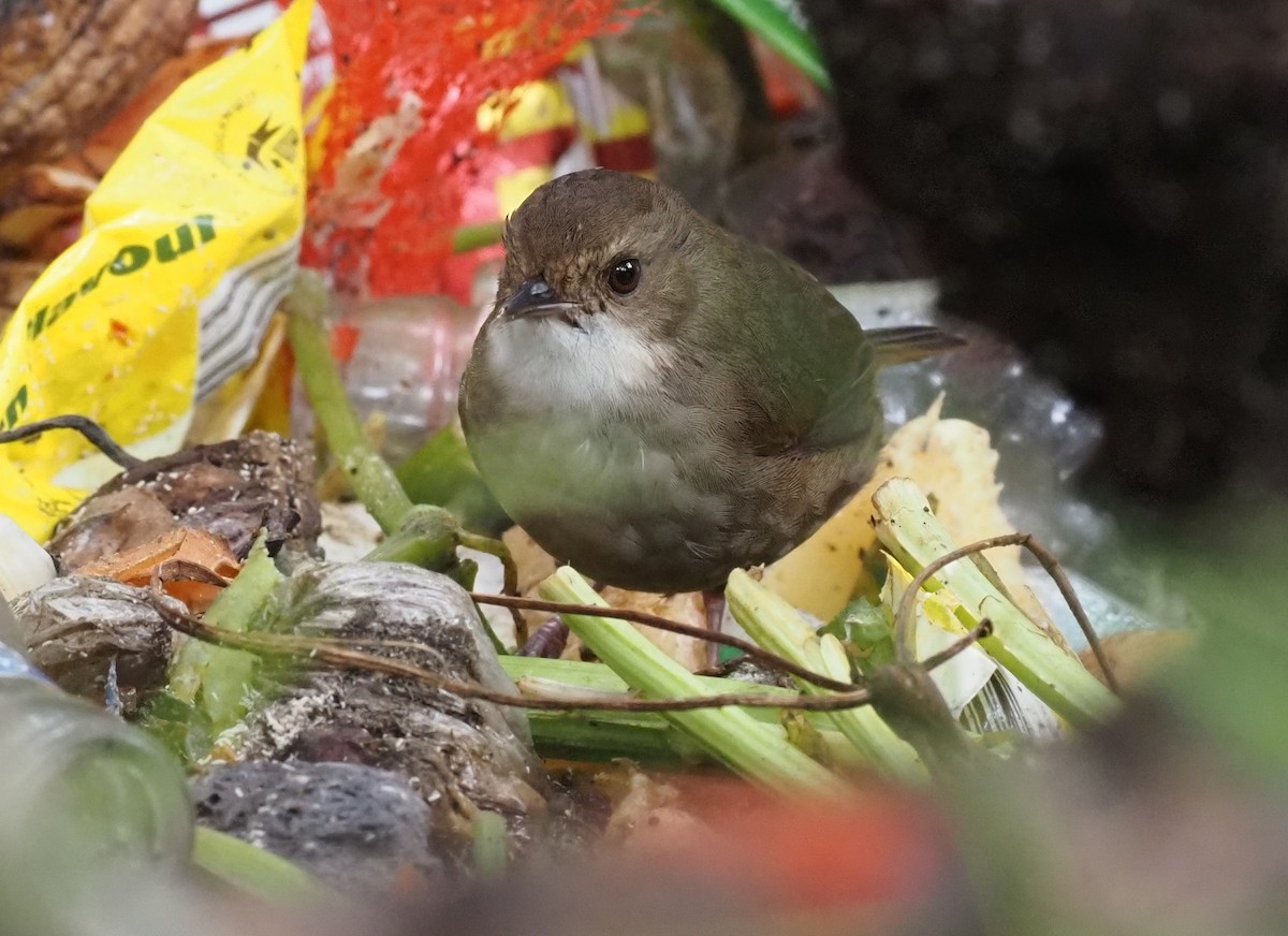 Mountain Mouse-Warbler - Stephan Lorenz