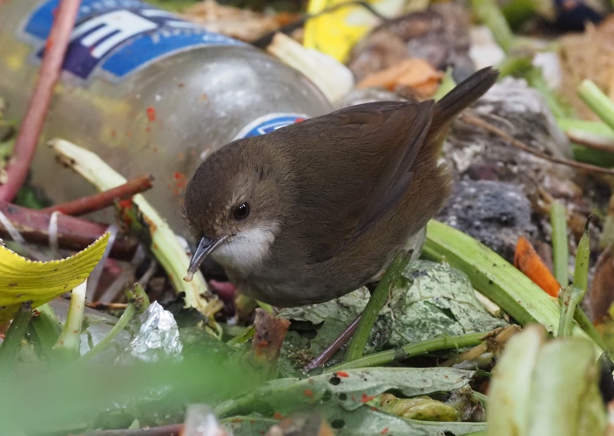 Mountain Mouse-Warbler - ML479236701