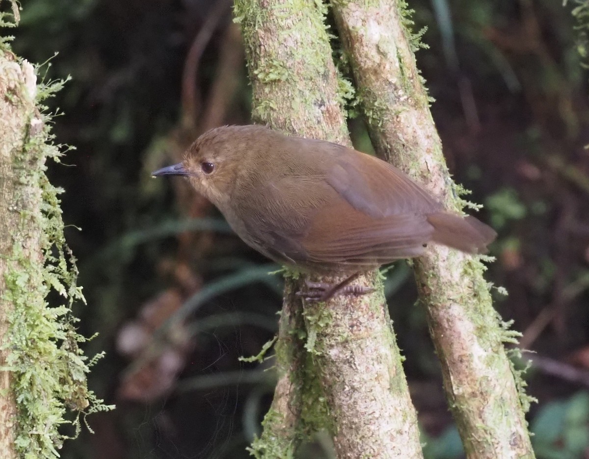 Papuan Scrubwren - ML479237531