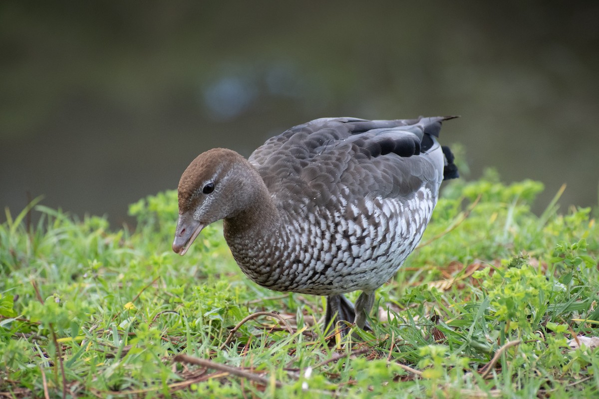 Canard à crinière - ML479237541