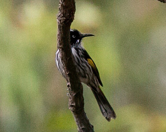 New Holland Honeyeater - ML479238031