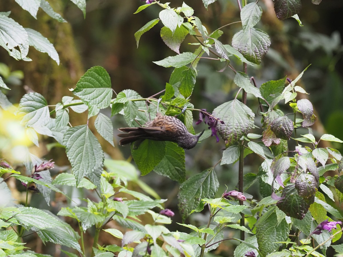 Gray-streaked Honeyeater - Stephan Lorenz