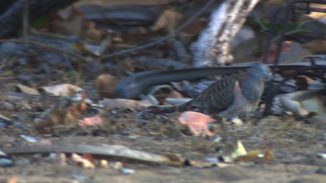 Bar-shouldered Dove - ML479239