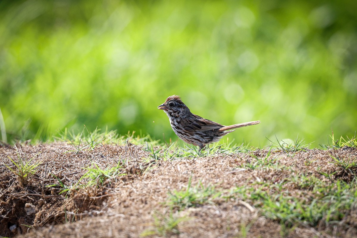 Song Sparrow - ML479240551