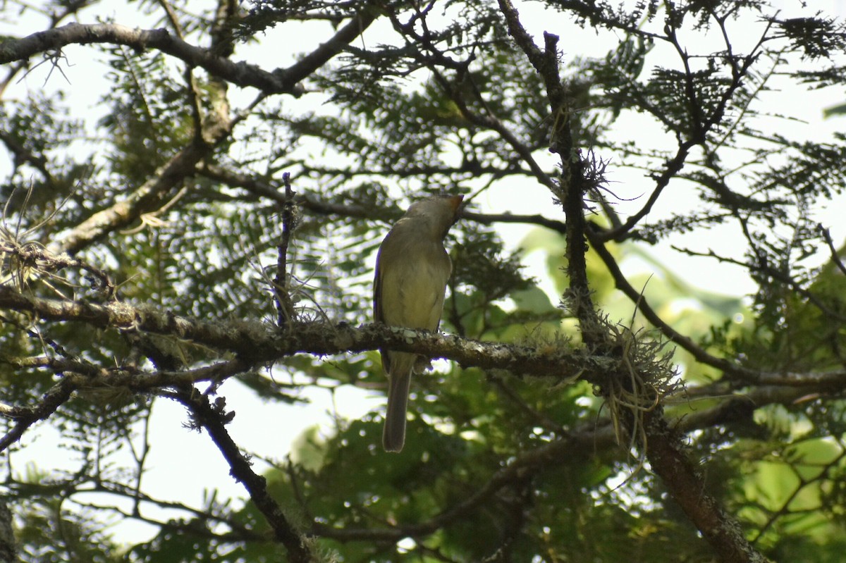 Mosquero Saucero - ML479240811