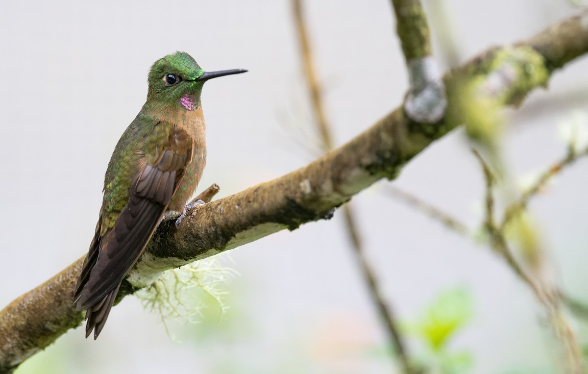 Fawn-breasted Brilliant - ML479240851