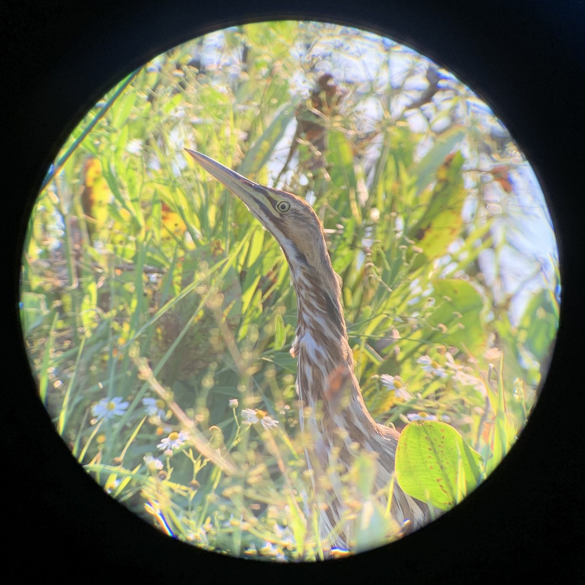 American Bittern - ML479240901