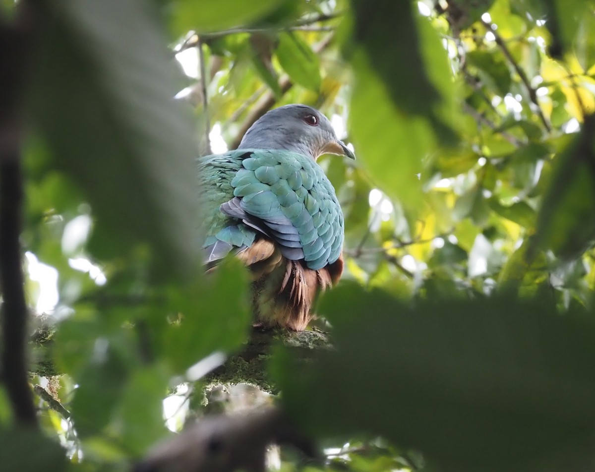 Rufescent Imperial-Pigeon - ML479241381