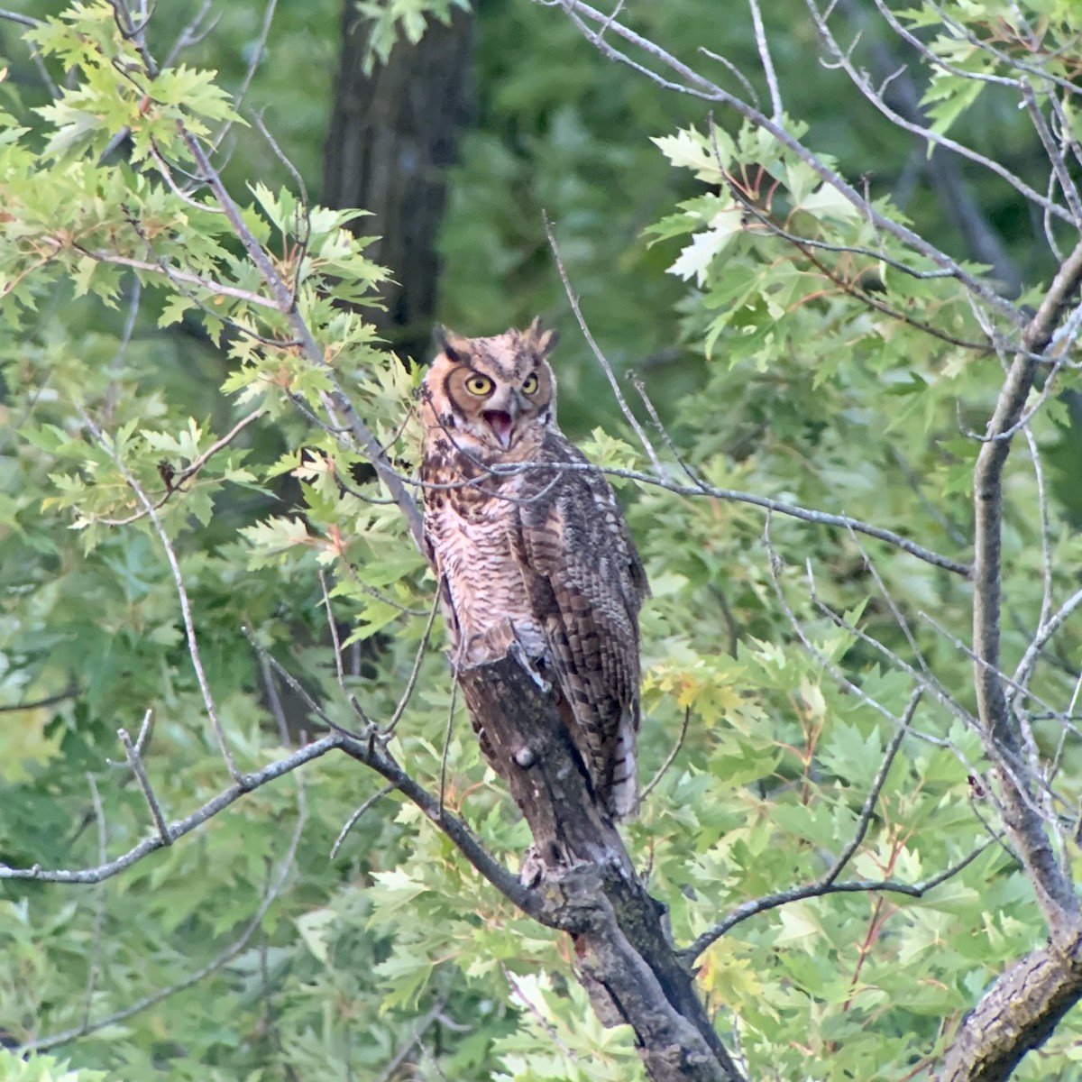 Great Horned Owl - ML479241971