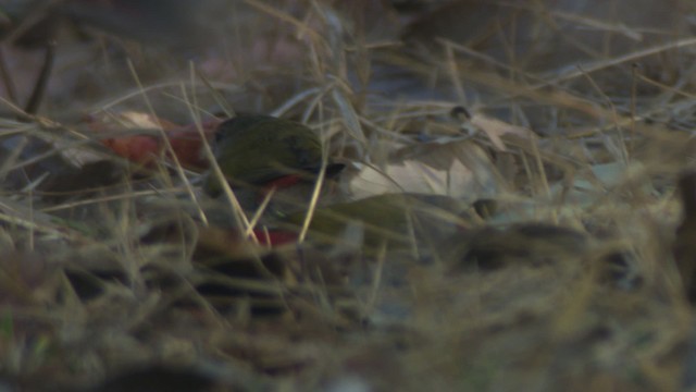 Red-browed Firetail - ML479242