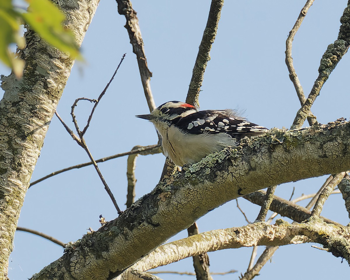 Downy Woodpecker - ML479242061