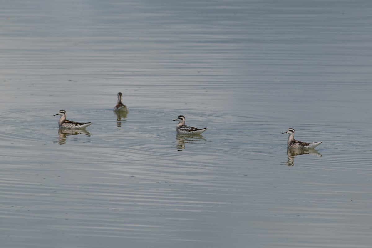 Red-necked Phalarope - ML479242411