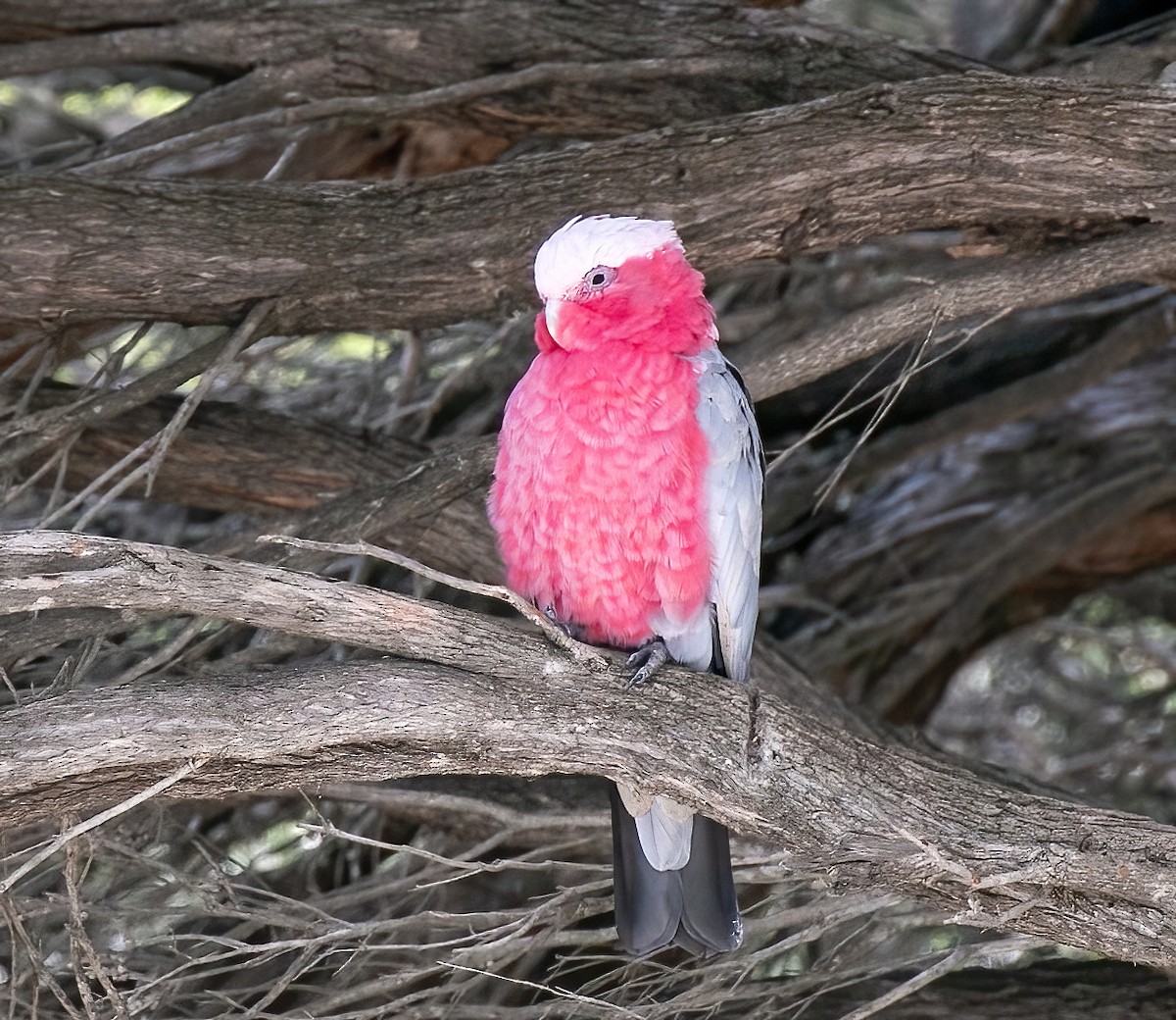Galah - ML479242551