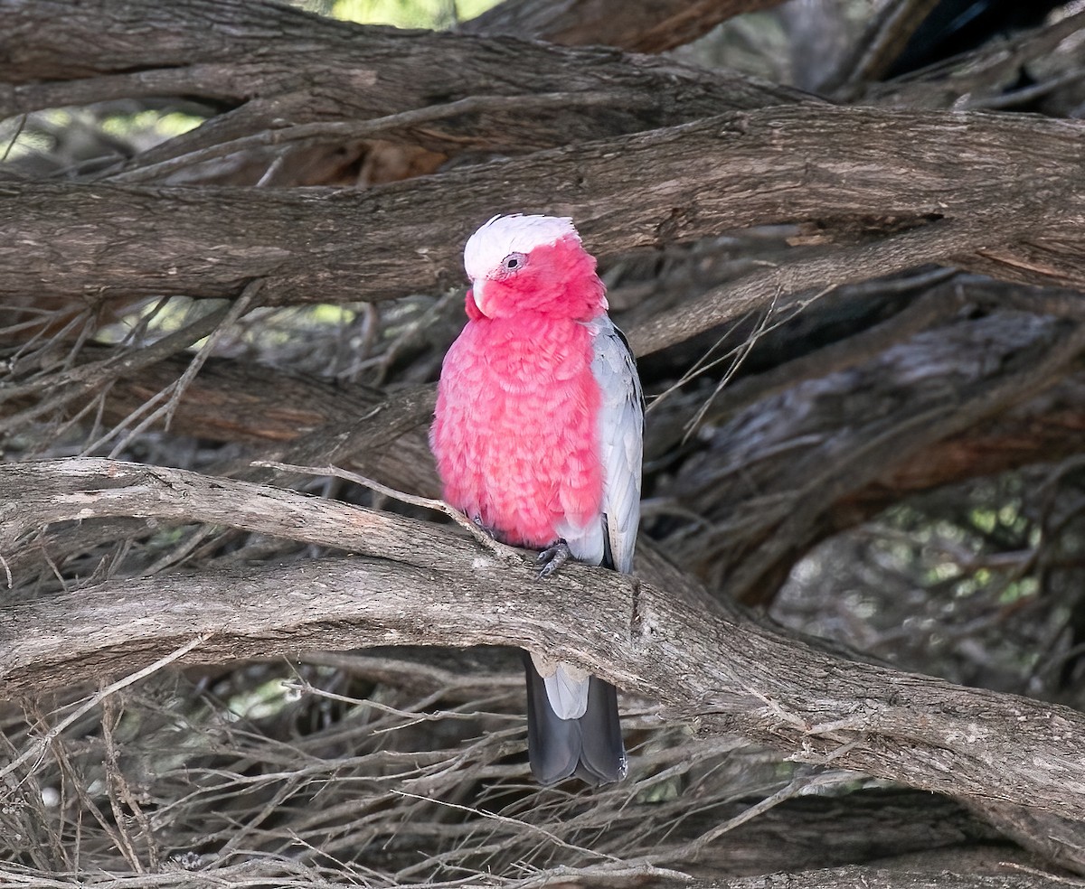Galah - ML479242581