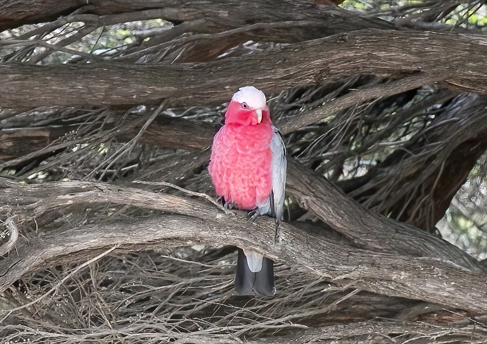 Galah - ML479242591