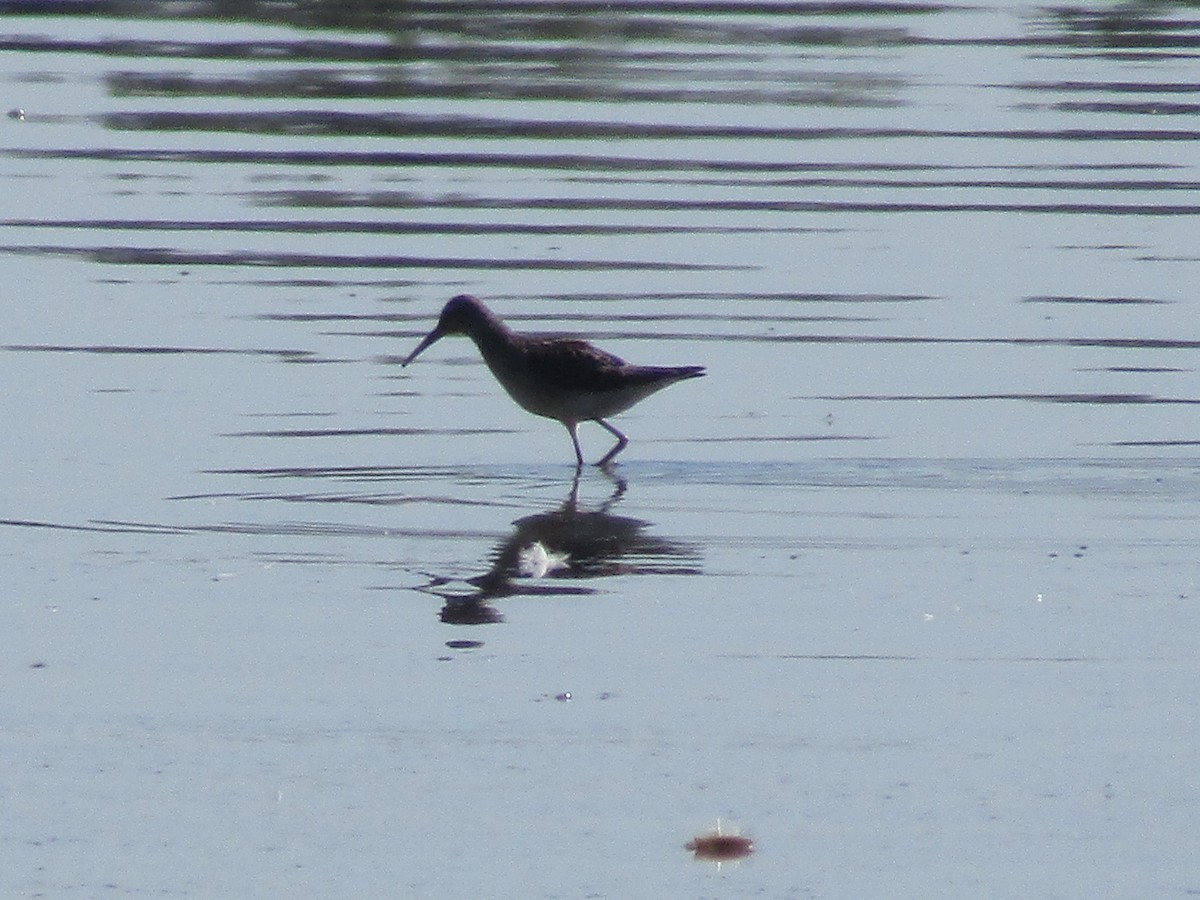 Stilt Sandpiper - ML479243411