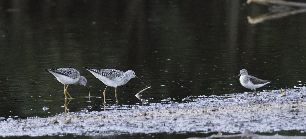 Solitary Sandpiper - ML479244231