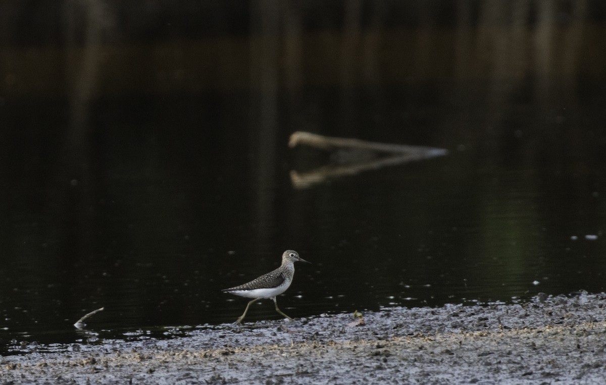 Solitary Sandpiper - ML479244251