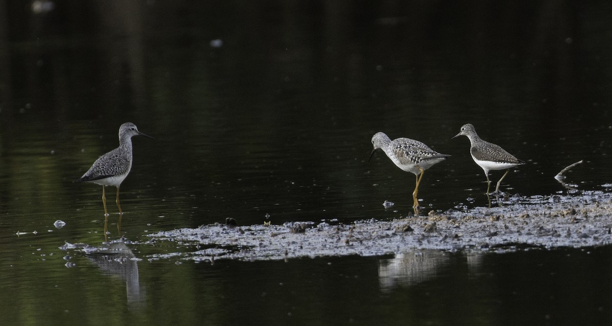 Solitary Sandpiper - ML479244261