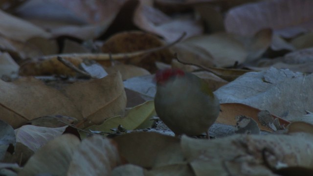 Red-browed Firetail - ML479245