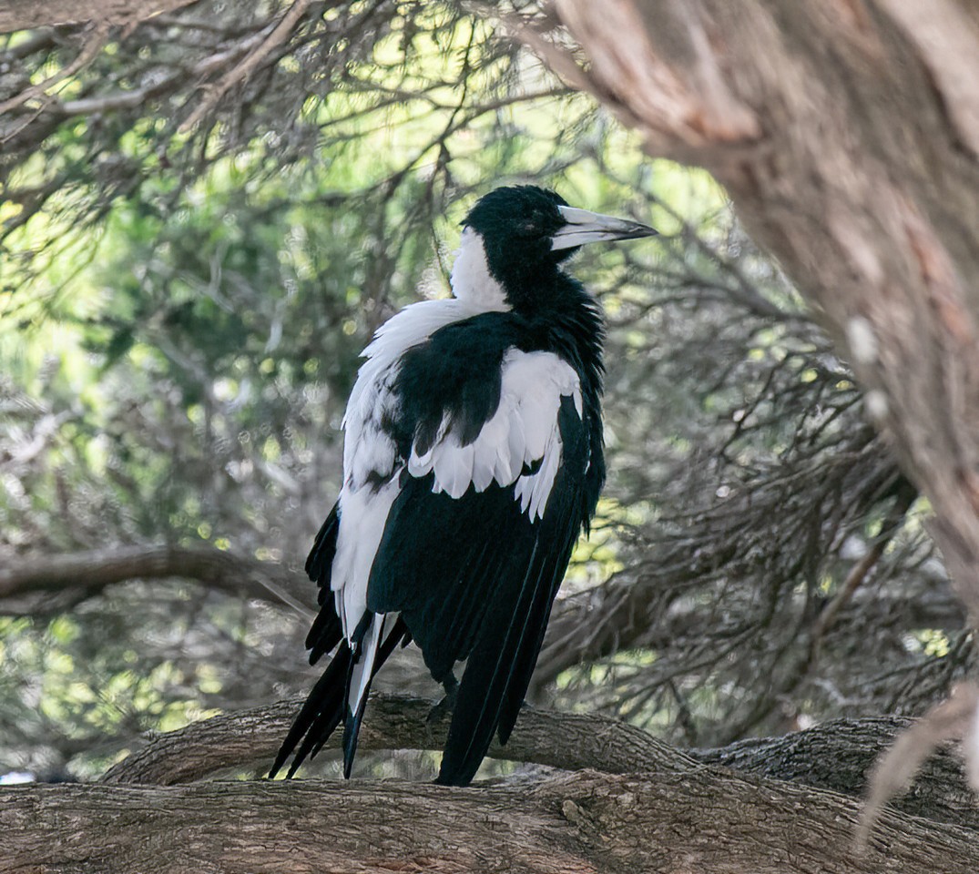 Australian Magpie - ML479245341