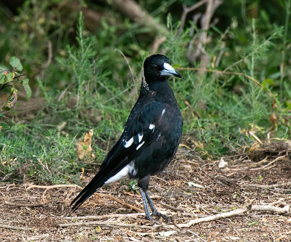 Australian Magpie - ML479245371